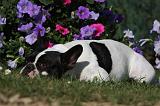 BOULEDOGUE FRANCAIS 847